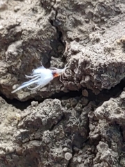 Grylloprociphilus imbricator