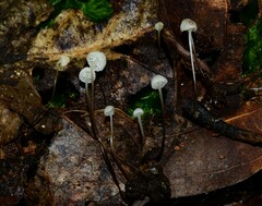 Mycena albiceps