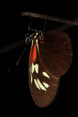 Heliconiinae