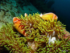 Amphiprion perideraion