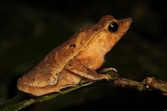 Rhinella