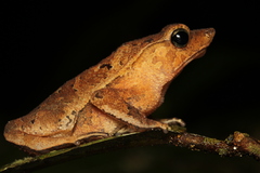 Rhinella