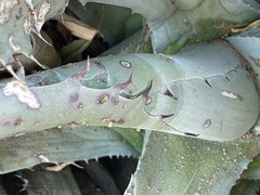 Agave azurea