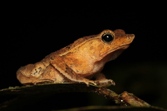 Rhinella