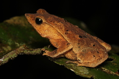 Rhinella