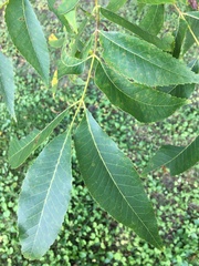 Carya illinoinensis