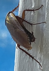 Periplaneta australasiae