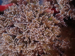 Corallina officinalis