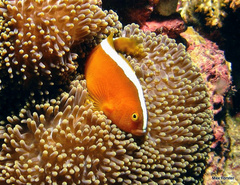 Amphiprion sandaracinos