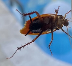 Periplaneta australasiae