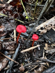 Hygrocybe cantharellus