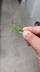 Schistocerca americana