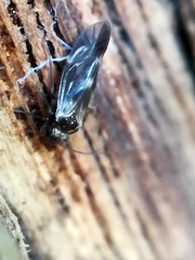 Elipsocidae