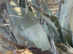 Agave azurea