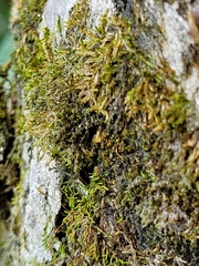 Hedwigia ciliata