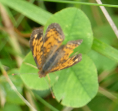 Phyciodes tharos