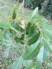 Carya illinoinensis