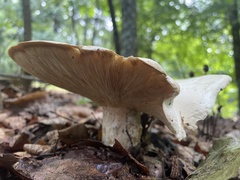 Lactifluus piperatus