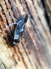 Elipsocidae