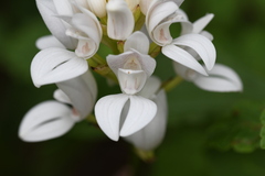 Govenia liliacea
