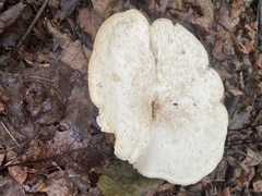 Lactifluus piperatus