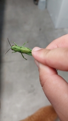 Schistocerca americana