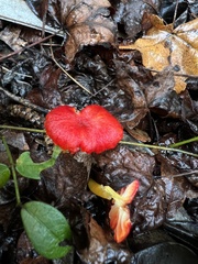 Hygrocybe cantharellus