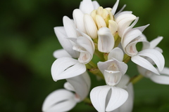 Govenia liliacea