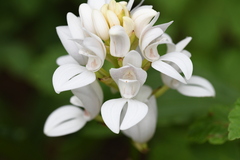 Govenia liliacea