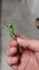 Schistocerca americana