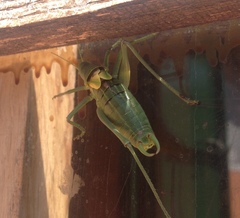 Polysarcus denticauda