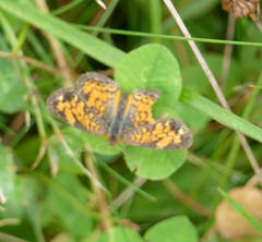 Phyciodes tharos