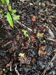 Hygrocybe cantharellus
