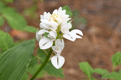 Govenia liliacea