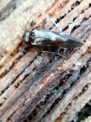 Elipsocidae