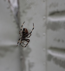 Araneus nordmanni
