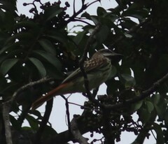 Myiodynastes luteiventris