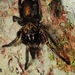Goldeneye Wafer-lid Spiders - Photo (c) a_f_r, some rights reserved (CC BY-NC), uploaded by a_f_r