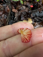 Hygrocybe cantharellus