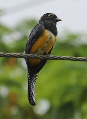 Trogon caligatus