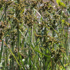 Cyperus exaltatus
