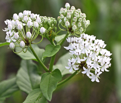 Asclepias texana