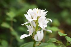 Govenia liliacea