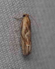Eucosma