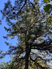Pinus rigida