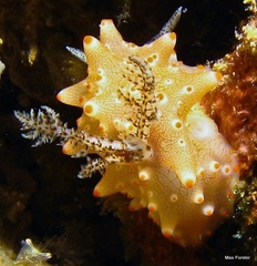 Halgerda batangas