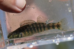 Etheostoma zonale
