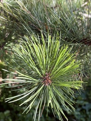 Pinus rigida
