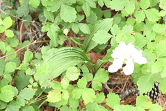Govenia liliacea