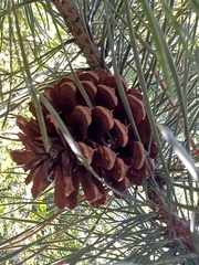 Pinus rigida